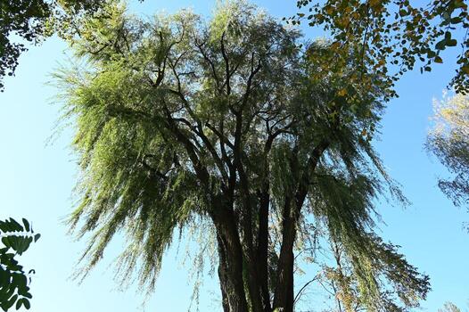 a large tree with many leaves and branches photo