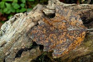 a leaf on a tree stump photo