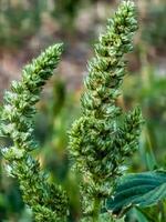 Close-up of fresh leaves and flowers of Amaranthus retroflexus photo