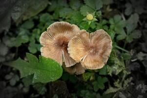 two mushrooms are growing in the grass photo
