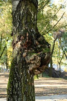 a tree with a large knot on it photo