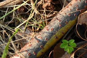 a stick with holes in it laying on the ground photo