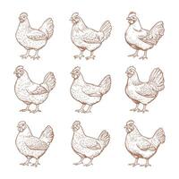 Chicken sketch illustration vector