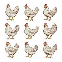 A set of nine chickens with different colors vector