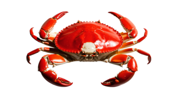 Crab isolated on transparent background png