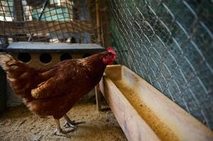Brown hen in a wire-enclosed chicken coop pecking at a wooden feeding trough filled with grains photo