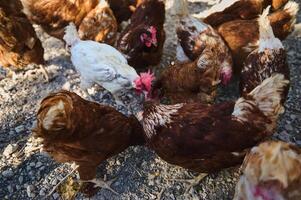 Group of chickens feeding on a farm's gravel path during a sunny day, symbolizing natural farming practices and rural life photo