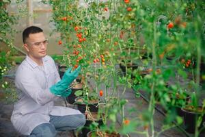 A male agricultural scientist checks the quality and growth of tomatoes and records the results on a tablet in a small greenhouse. photo