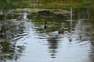 a group of ducks swimming in a pond photo