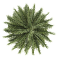 3d rendering of Phoenix sylvestris palm isolated on transparent Canvas from the top view png