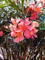 Oleander Flower in full bloom with dew on the petals, Ibiza, Spain, Europe photo