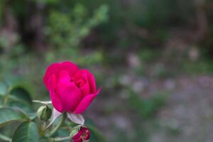 red rose flower is blooming photo