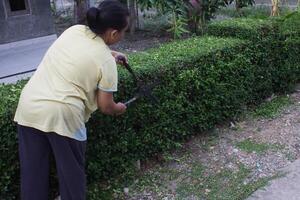 a woman is cutting a hedge photo