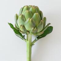 a green plant with leaves on a white background photo
