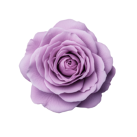 Lavender rose with delicate petals isolated on transparent background. png