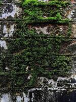 Green moss on a wet brick wall photo