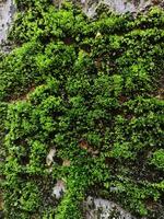 Close-up of green moss on a brick wall photo