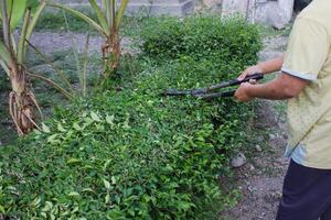 a woman is cutting a hedge photo