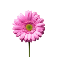 Pink gerbera daisy flower on a green stem, isolated on a white background, perfect for floral design and decoration. png