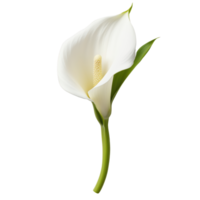 A beautifully rendered white calla lily isolated on transparent background, showcasing its elegant petals and slender stem. png