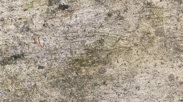 concrete wall abstract background texture cement grey gray backdrop old. photo