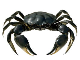 mud crab with dark green shell and large robust claws on isolated background displaying detailed texture of marine crustacean png