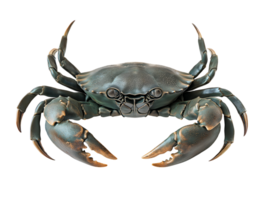 mud crab with large robust claws and dark green shell texture on isolated background png