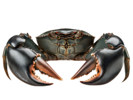 close-up of mud crab with large claws and dark green shell on isolated background showcasing intricate details of pincers and shell texture png