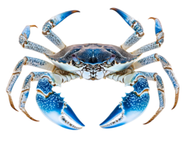 blue swimming crab with vibrant blue and white claws showing intricate patterns on isolated background png