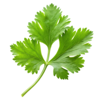 Fresh green coriander leaf with delicate serrated edges, perfect for culinary use png