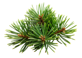 Fresh pine needle cluster with thin, sharp needles and vibrant green color png