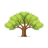 Hornbeam Locust tree isolated flat illustration on white background. vector