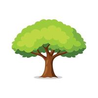 Osage Orange tree isolated flat illustration on white background. vector