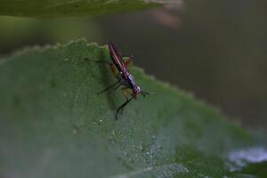 macro photo of fruit fly on leaf