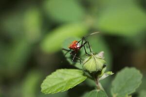 macro photo of red beetle on leaf