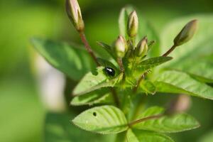 macro photo of a black ladybug on a leaf