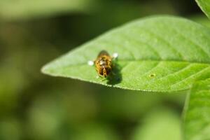 macro photo of small bee on leaf