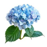Blue hydrangea flower head with green leaves isolated on white background photo
