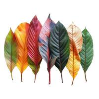 Seven colorful autumn leaves isolated on white background photo