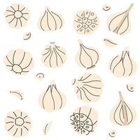 Fresh garlic bulbs and cloves illustration, detailed design of garlic slices and segments vector
