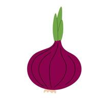 hand drawn whole red onion, capturing smooth lines and vibrant natural colors vector