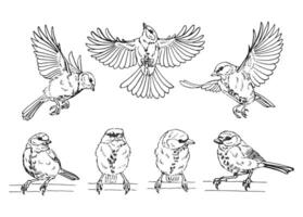 Set of titmouse. Flying bird. Hand drawn illustration. vector