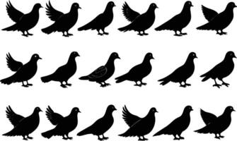 Bundle of Pigeon Birds Silhouettes illustration with white background vector