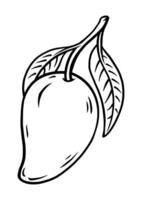 Drawing mango illustrations vector