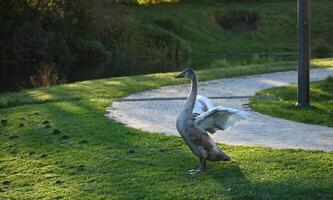 a swan is standing on the grass near a pond photo