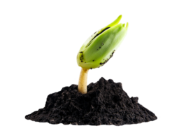 close-up of a young sprouting seedling emerging from dark soil on isolated background symbolizing new life and growth in nature png