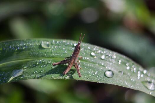macro photo of small grasshopper on leaf
