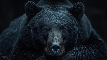 A black bear with a serious expression looking off into the distance, photo