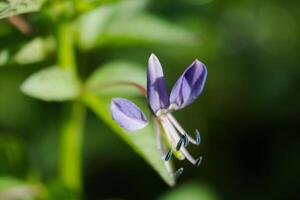 macro photo of small purple flowers