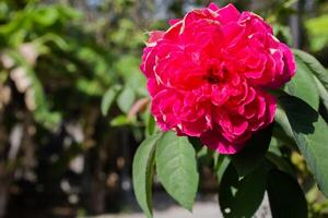 blooming rose flower with blurred background copy space photo